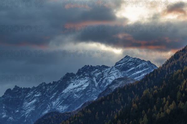 Mixed forest with larch trees (Larix) in autumn, mountain peaks with snow, autumn, dawn, Piz Pisoc,