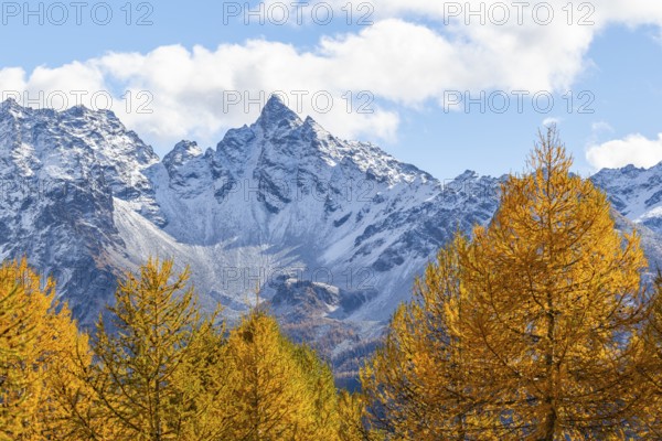 Larch trees (Larix) in autumn in front of mountain peaks, autumn, Piz dal Teo, Pontresina, Bernina