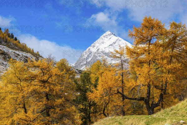 Larch forest (Larix) in autumn, mountain peaks with snow, autumn, Piz Üertsch, Albula Pass,