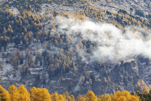 Lärchenwald Larix) in autumn weather on the mountain, fog, autumn, Stazersee, Celerina/Schlarigna,