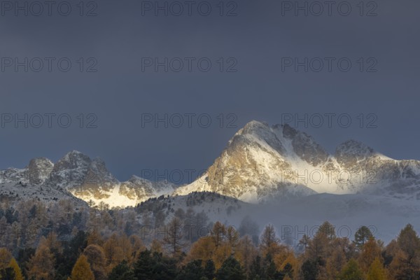 Mixed forest with larches (Larix) in autumn foliage off Piz Muragl and La Sours, mountain peaks,
