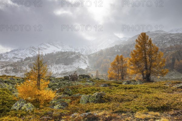 Larch trees (Larix) in autumn in front of mountain peaks with snow, autumn, Pontresina, Bernina