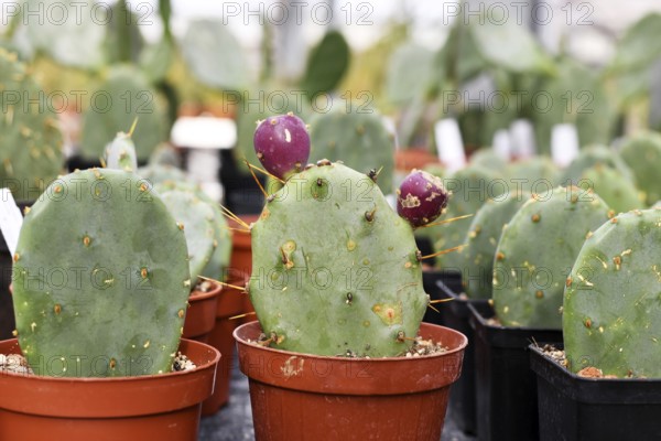 Many small Opuntia cactus plants, one with purple buds, likely Opuntia stricta. Shows detailed