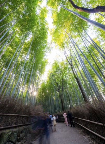 Visitors on their way through bamboo forest, long exposure, towering bamboo stems in Arashiyama