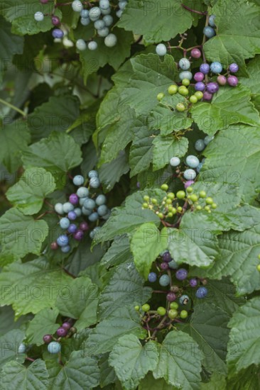 Ussuri false vine (Ampelopsis glandulosa var. brevipedunculata), vine, false vine, fruit, climbing