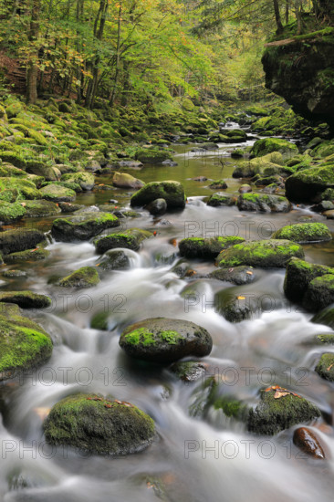 Stream, stones, mixed forest, autumn, Wildbachklamm Buchberger Leite, Bavarian Forest National