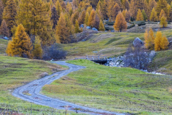 Path to the wooden bridge, yellow larches (Larix), autumn colors, Zernez, Engadin, Grisons,