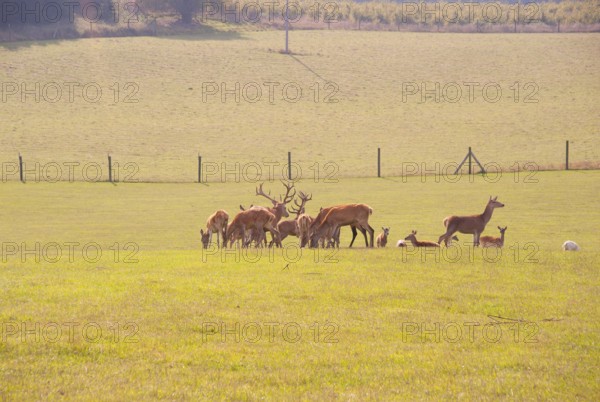 Red deer in an outdoor enclosure, Cape Arkona, Wittow Peninsula, Putgarten, Rügen Island,