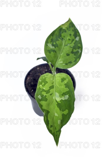 Small Aglaonema pictum tricolor houseplant with camouflage patterned leaves with dark green, light