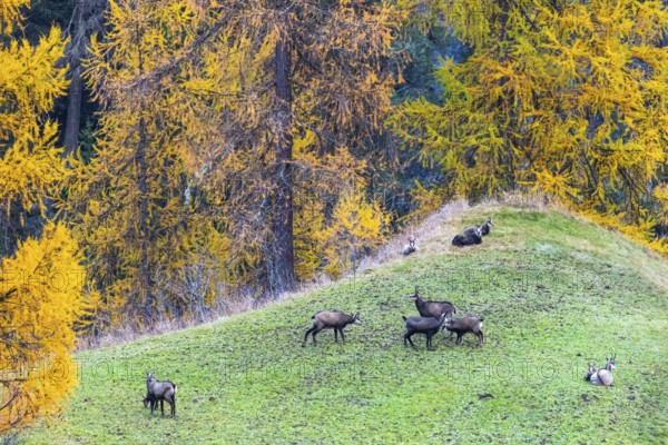 Chamois (Rupicapra rupicapra) in front of yellow larches (Larix), autumn, Zernez, Engadin,