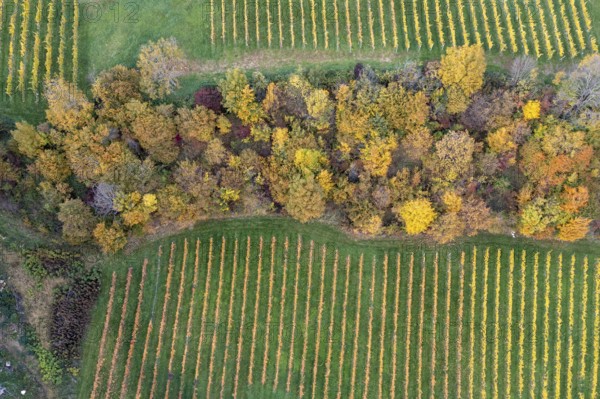 Aerial view, typical landscape in autumn with vineyards, South Styrian hills, South Styrian wine