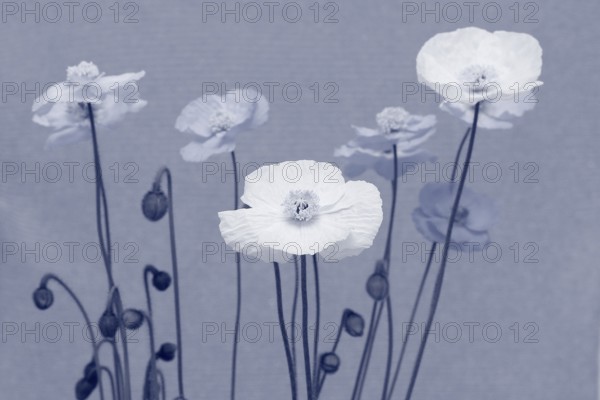 Icelandic poppy (Papaver nudicaule), flowers in the studio in monochrome North Rhine-Westphalia,