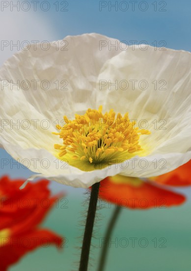 Icelandic poppy (Papaver nudicaule), flowers in the studio, painted background, North