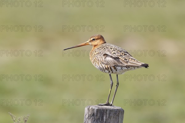Blacktail (Limosa limosa), sitting room, on a fence post, snipe birds, wildlife, nature