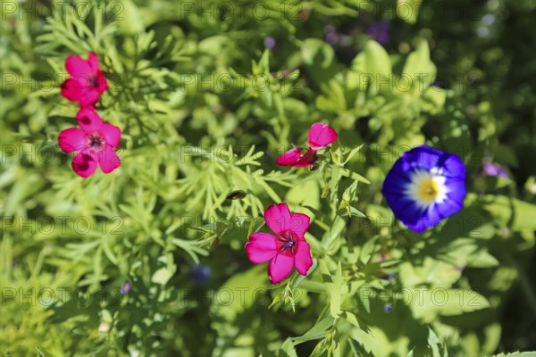 Red flax (Linum grandiflorum), splendor, field bindweed (convolvulus arvensis), meadow, wild