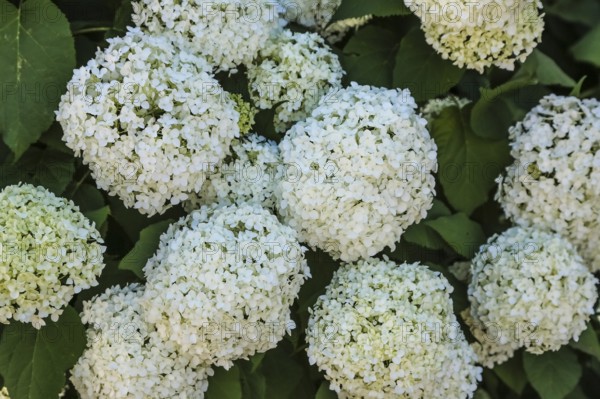 Snowball (Viburnum), white flowers, plants, muskweed (Adoxaceae), perennial, gardens,