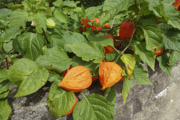 Lantern flower (Physalis alkekengi), green leaves, orange-red flowers, flowers, plants, gardens,