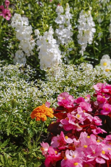 Ice begonia (Begonia semperflorens), flower bed begonia, God's eye, white and pink flowers,