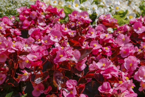 Ice begonia (Begonia semperflorens), flower bed begonia, God's eye, white and pink flowers,