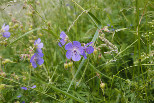 Meadow stork beak (Geranium pratense), stork beak, meadow, wildflowers, grass, grasses, plants,