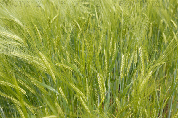 Barley (Hordeum vulgare), sweet grasses, corn field, plants, Baden-Württemberg, Germany