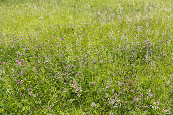 Clover (trifolium), red flowers, meadow, wildflowers, grass, grasses, plants, nature, Swabian Jura,