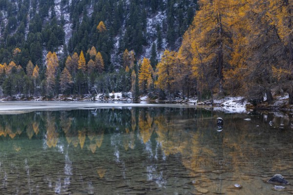 Lake Palpougna, mountain lake, mixed forest with larch (Larix) in autumn colors, snow, autumn,