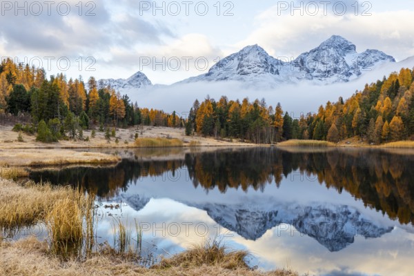 Lake Stazer in front of mountain peaks with snow, mixed forest with larch (Larix) in autumn color,