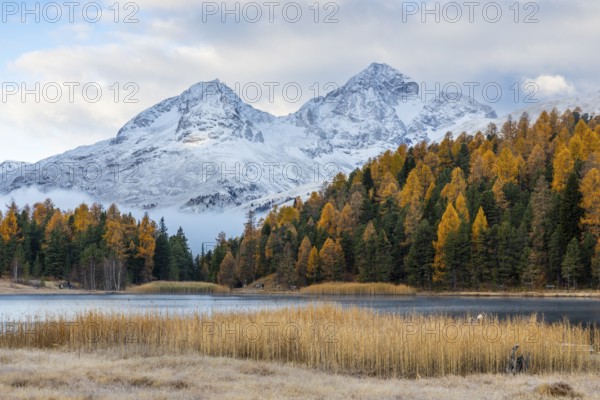 Lake Stazer in front of mountain peaks with snow, mixed forest with larch (Larix) in autumn, common