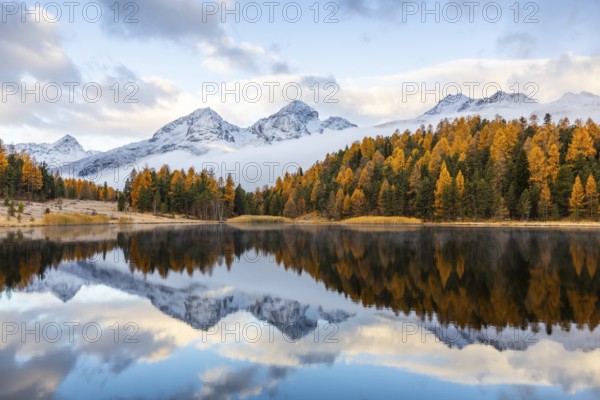 Lake Stazer in front of mountain peaks with snow, mixed forest with larch (Larix) in autumn,