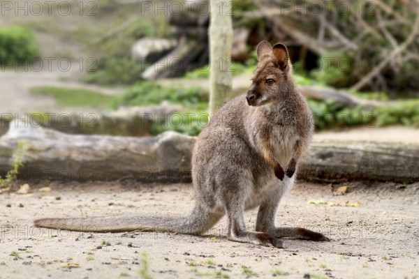 Red necked wallaby, Australian macropod marsupial species