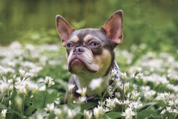 Lilac orange tan French Bulldog dog with long healthy nose between white wild garlic flowers in