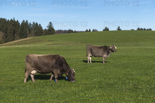 Two marked cows graze on a green field under clear blue sky in a rural area, sensors, near Buching,