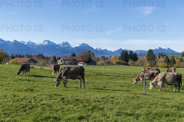 Several cows graze on green fields against picturesque mountain scenery under blue skies, farm,