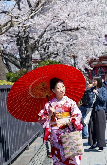 Elderly Japanese woman with kimono and red umbrella, cherry blossom, Asakusa shrine or Senso-ji