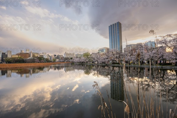 Skyscrapers reflected in the lake at sunset, Shinobazu Pond, cherry blossoms in spring, Hanami