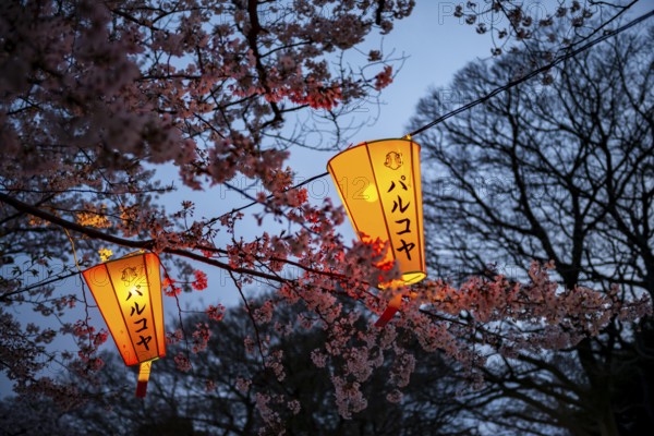 Blooming cherry trees and illuminated lanterns with Japanese writing in the evening, Hanami