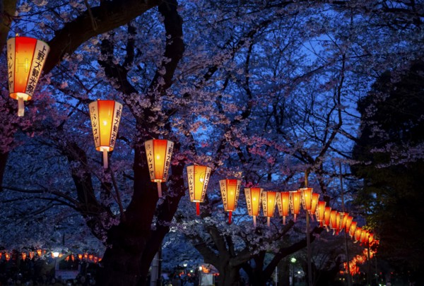 Blooming cherry trees and illuminated lanterns with Japanese lettering in the evening, blue hour,