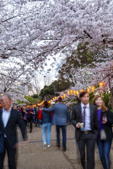 People walking through the park, blooming cherry trees and illuminated lanterns with Japanese