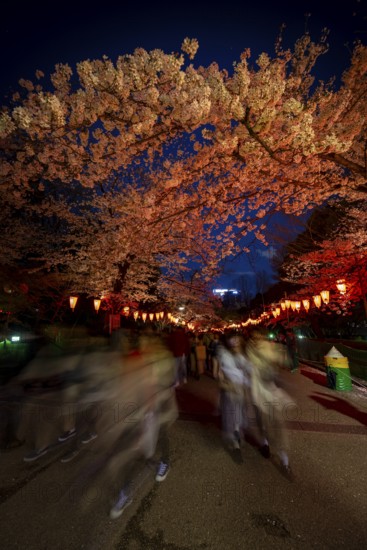 People walking through the park, blooming cherry trees and illuminated lanterns with Japanese