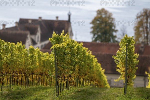 Vineyards in autumn, Uhldingen-Mühlhofen am Lake Constance, Baden-Württemberg, Germany