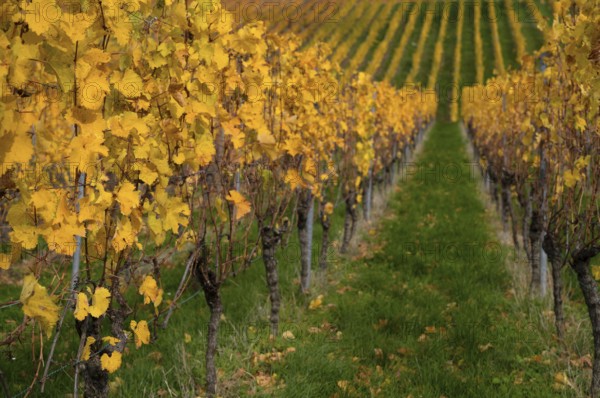 Vineyard, vines, grapevines, viticulture, graphic, Oberstenfeld, Bottwartal, Löwensteiner