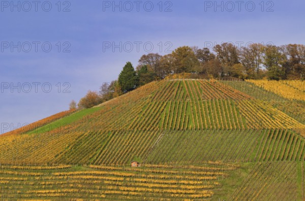 Vineyard, vines, vines, viticulture, autumn colors, autumn, autumn, graphic, Beilstein, Bottwartal,