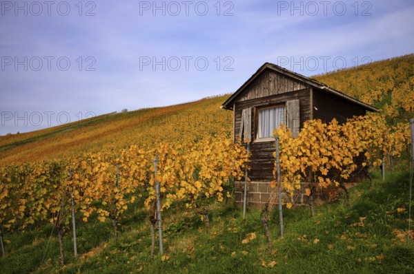Vineyard house in the vineyard, vines, viticulture, Oberstenfeld, Bottwartal, Löwensteiner