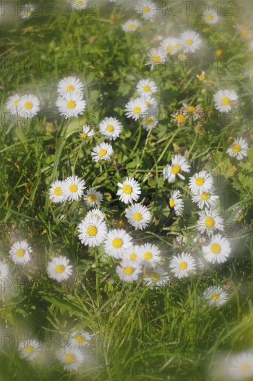 Daisy (Bellis perennis) seen from above in a meadow with alienation, North Rhine-Westphalia,