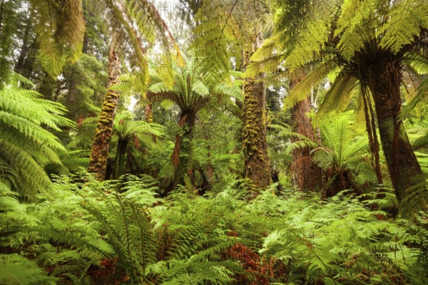 Typical rainforest with huge ferns, ancient trees and thick greenery along the Liffey Falls track