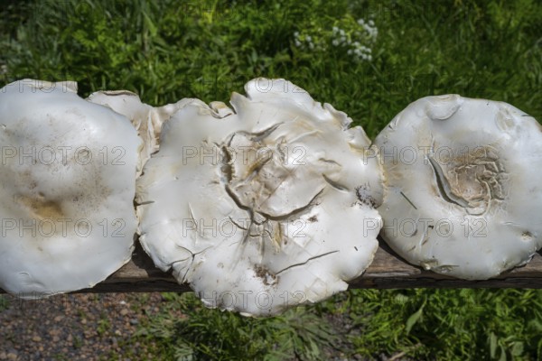 Three large white mushrooms on a wooden board in natural environment, mushrooms for sale near