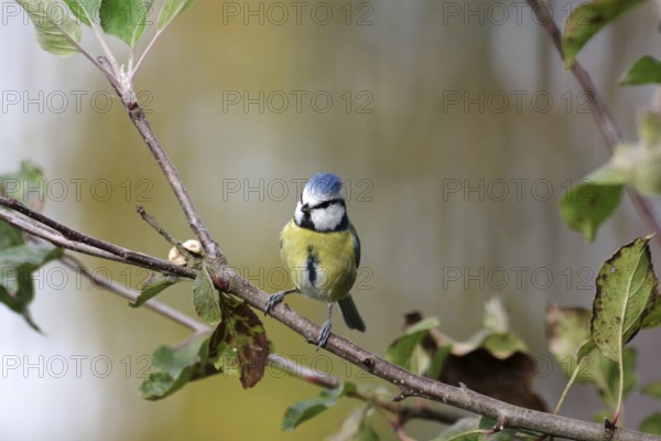 Blue tit (Cyanistes caeruleus), autumn, branch, apple tree, cute, colorful, bird feeding, The blue