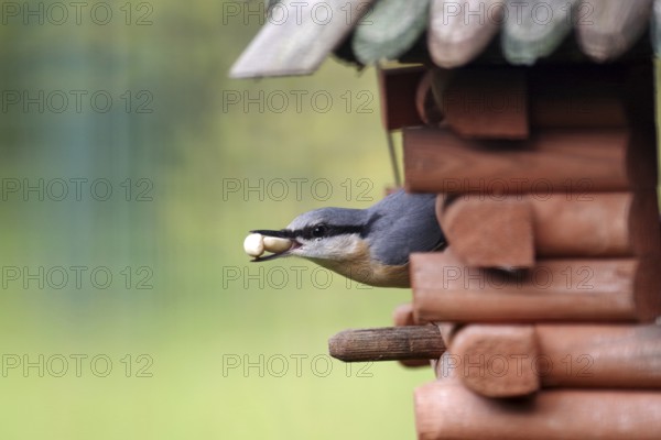 Nuthatch (Sitta europaea), birdhouse, birdseed, close-up, beak, autumn, Germany, The nuthatch