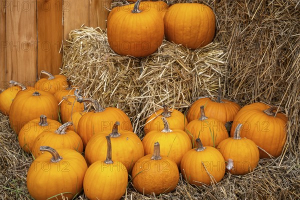 Orange pumpkins arranged on straw bales in front of a wooden barn wall, North Rhine-Westphalia,